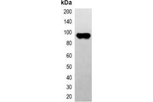 Western blot analysis of over-expressed CBP-tagged protein in 293T cell lysate. (CBP Tag Antikörper)