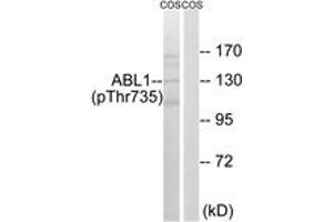 Western blot analysis of extracts from COS7 cells treated with EGF 200ng/ml 30', using ABL1 (Phospho-Thr735) Antibody. (ABL1 Antikörper  (pThr735))