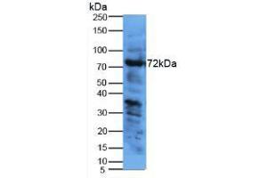 Figure. (KNG1 Antikörper  (AA 22-379))