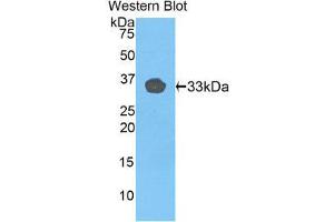 Western Blotting (WB) image for anti-Toll-Like Receptor 1 (TLR1) (AA 114-339) antibody (ABIN1175315)