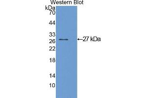 Western Blotting (WB) image for anti-Glutathione S-Transferase alpha 1 (GSTA1) (AA 2-223) antibody (ABIN1078073) (GSTA1 Antikörper  (AA 2-223))