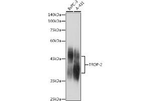 Western blot analysis of extracts of various cell lines, using TROP-2 antibody (ABIN7271104) at 1:1000 dilution. (TACSTD2 Antikörper  (AA 27-270))