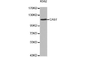Western blot analysis of extracts of K562 cell line, using CAST antibody. (Calpastatin Antikörper  (C-Term))