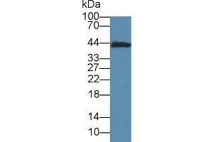 Western Blot; Sample: Mouse Small intestine lysate; Primary Ab: 5µg/ml Mouse Anti-Mouse CKM Antibody Second Ab: 0. (CKM Antikörper)