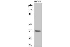 Western Blotting (WB) image for anti-Olfactory Receptor, Family 5, Subfamily P, Member 3 (OR5P3) (Internal Region) antibody (ABIN3186168) (OR5P3 Antikörper  (Internal Region))