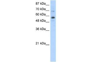 ZNF71 antibody used at 1. (ZNF71 Antikörper  (N-Term))