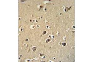 Immunohistochemistry analysis human brain tissue (Formalin-fixed, Paraffin-embedded) using PCDHGC3  Antibody , followed by peroxidase conjugation of the secondary antibody and DAB staining.