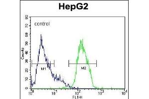 PK1 Antibody (Center) (ABIN391367 and ABIN2841384) flow cytometric analysis of HepG2 cells (right histogram) compared to a negative control cell (left histogram).