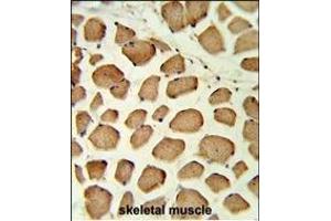 Formalin-fixed and paraffin-embedded human skeletal muscle reacted with PTPN11 Antibody (C-term), which was peroxidase-conjugated to the secondary antibody, followed by DAB staining. (PTPN11 Antikörper  (C-Term))