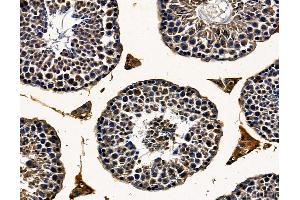 DHX32 Antibody at 1/100 staining mouse testis tissue by IHC-P. (DHX32 Antikörper)