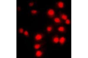 Immunofluorescent analysis of Cyclin A1/2 staining in NIH3T3 cells. (Cyclin-A1-2 Antikörper  (Center))