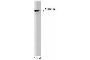 Western blot analysis of p190 on HeLa lysate. (CNTNAP1 Antikörper  (AA 1-1513))