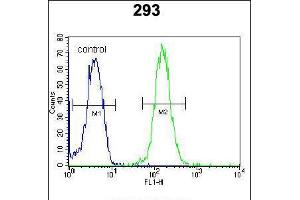 Flow cytometric analysis of 293 cells (right histogram) compared to a negative control cell (left histogram). (ZBTB10 Antikörper  (C-Term))