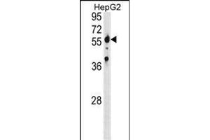 SPTLC2 Antibody (Center) (ABIN1881828 and ABIN2839091) western blot analysis in HepG2 cell line lysates (35 μg/lane).