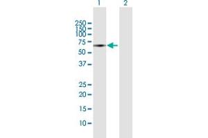 Western Blot analysis of SOCS6 expression in transfected 293T cell line by SOCS6 MaxPab polyclonal antibody.