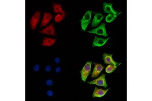 ABIN7094345 and ABIN7098392 staining HepG2 cells by IF/ICC.