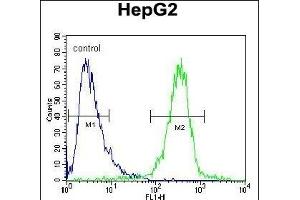 IGF2BP2 Antibody (C-term) (ABIN654086 and ABIN2843974) flow cytometric analysis of HepG2 cells (right histogram) compared to a negative control cell (left histogram). (IGF2BP2 Antikörper  (C-Term))