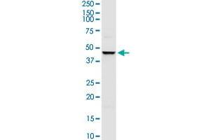 TRIM63 MaxPab rabbit polyclonal antibody. (TRIM63 Antikörper  (AA 1-353))