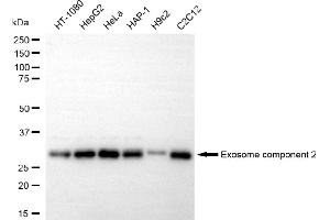 anti-Exosome Component 2 (EXOSC2) antibody