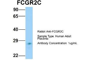 Host: Rabbit Target Name: FCGR2C Sample Type: Human Adult Placenta Antibody Dilution: 1. (FCGR2C Antikörper  (N-Term))