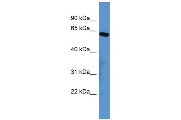 SOX10 Antikörper  (Middle Region)