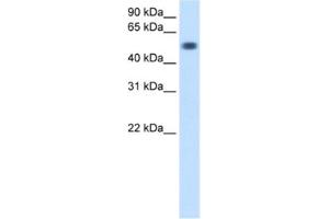 Western Blotting (WB) image for anti-Torsin Family 3, Member A (TOR3A) antibody (ABIN2460658) (TOR3A Antikörper)