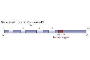 Image no. 3 for anti-Gap Junction Protein, alpha 1, 43kDa (GJA1) (AA 252-270) antibody (ABIN967718) (Connexin 43/GJA1 Antikörper  (AA 252-270))