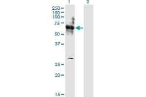 Western Blot analysis of SHC3 expression in transfected 293T cell line by SHC3 monoclonal antibody (M04), clone 1C11.