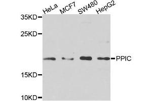 Western blot analysis of extracts of various cell lines, using PPIC antibody. (PPIC Antikörper  (AA 23-212))