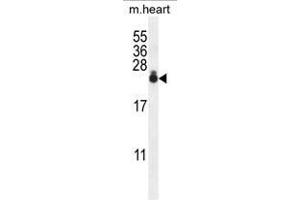 AP1S3 Antibody (N-term) western blot analysis in mouse heart tissue lysates (35µg/lane).