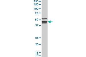 DNAJA4 monoclonal antibody (M01), clone 4B4-1F2. (DNAJA4 Antikörper  (AA 1-397))