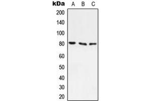 Western blot analysis of ABCF3 expression in A549 (A), H9C2 (B) whole cell lysates. (ABCF3 Antikörper  (N-Term))