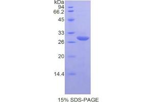 SDS-PAGE analysis of Mouse DAF Protein. (CD55 Protein)