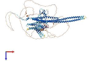 HMHA1 Protein (AA 1-1136) (His tag)