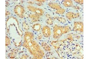 Immunohistochemistry of paraffin-embedded human kidney tissue using ABIN7160250 at dilution of 1:100 (SMAD9 Antikörper  (AA 1-300))