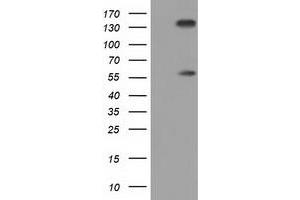 Western Blotting (WB) image for anti-Butyrophilin, Subfamily 1, Member A1 (BTN1A1) antibody (ABIN1496989) (BTN1A1 Antikörper)