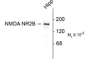 Western blots of 10 ug of rat hippocampal (Hipp) lysate showing specific immunolabeling of the ~180k NR2B subunit of the NMDA receptor. (GRIN2B Antikörper  (C-Term))