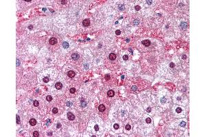 Anti-GSTM1 antibody IHC of human liver. (GSTM1 Antikörper  (AA 31-80))