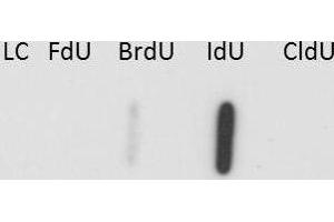 Western Blot of Anti-IdU Antibody. (IdU Antikörper)