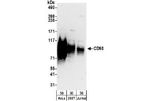 Western Blotting (WB) image for anti-Solute Carrier Family 3 (Activators of Dibasic and Neutral Amino Acid Transport), Member 2 (SLC3A2) (AA 580-630) antibody (ABIN7454580)
