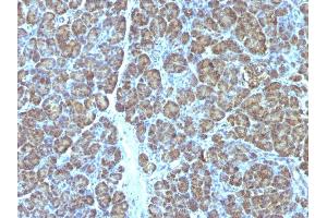 Formalin-fixed, paraffin-embedded human Pancreas stained with Mitochondria Monoclonal Antibody (MTC719). (Mitochondrial Marker Antikörper)