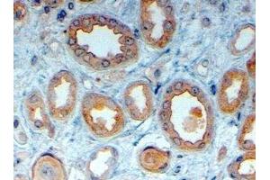 ABIN2563716 (4µg/ml) staining of paraffin embedded Human Kidney. (LRP6 Antikörper  (Internal Region))