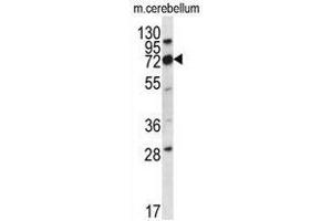 Western blot analysis in mouse cerebellum tissue lysates (35ug/lane) using Cd316 / IGSF8 Antibody . (IGSF8 Antikörper  (Middle Region))