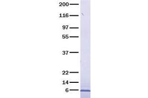 Validation with Western Blot (Relaxin 2 Protein (RLN2) (Transcript Variant 2))