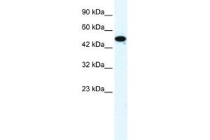 WB Suggested Anti-FLJ31875 Antibody Titration:  1. (ZNF778 Antikörper  (Middle Region))