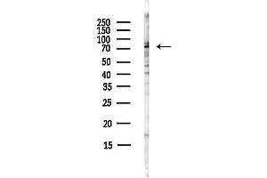 anti-Annexin A6 (ANXA6) (N-Term) antibody