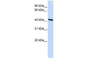 WB Suggested Anti-TMOD3 Antibody Titration: 0. (TMOD3 Antikörper  (Middle Region))