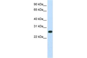 Western Blotting (WB) image for anti-MYC Induced Nuclear Antigen (MINA) antibody (ABIN2461954) (MINA Antikörper)