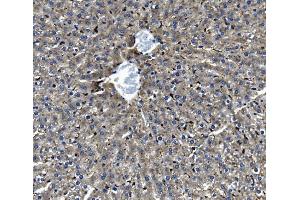 anti-Interferon, gamma-Inducible Protein 30 (IFI30) (AA 32-248) antibody