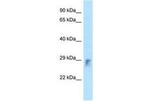 Image no. 1 for anti-Ras Homolog Gene Family, Member U (RHOU) (AA 41-90) antibody (ABIN6748031) (RHOU Antikörper  (AA 41-90))